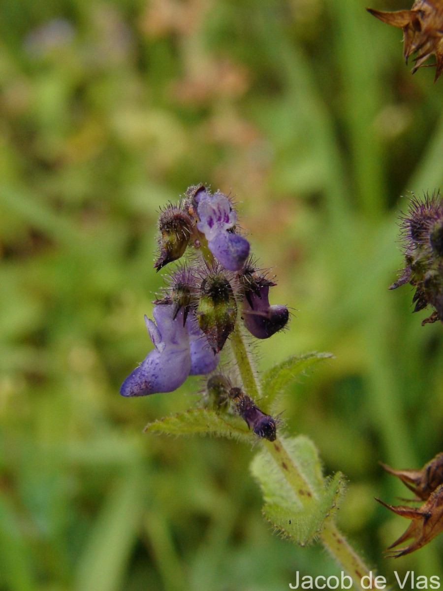 Coleus lanuginosus Hochst. ex Benth.(Hochst. ex Benth.) Agnew